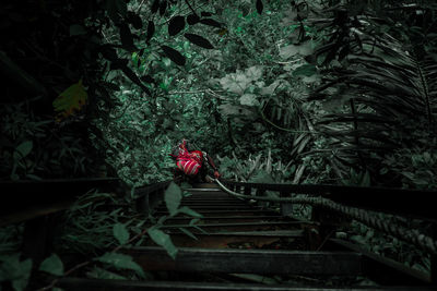 Red flowering trees in forest