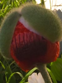 Close-up of flower plant