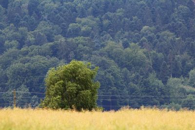 Scenic view of forest