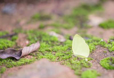 Close-up of leaves on land