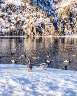 View of ducks in lake during winter