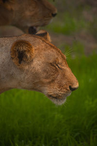 Close-up of lioness