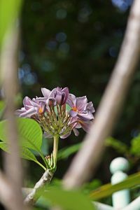 Close-up of pink flowering plant