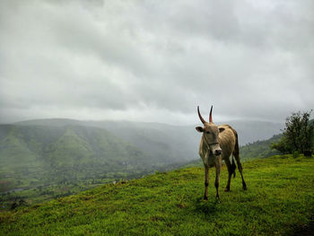 View of cow on mountain