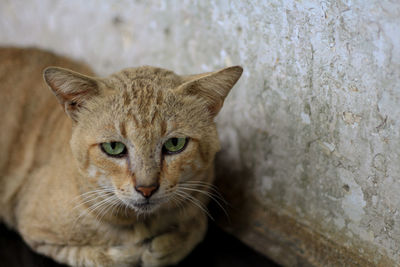 Close-up portrait of tabby cat against wall