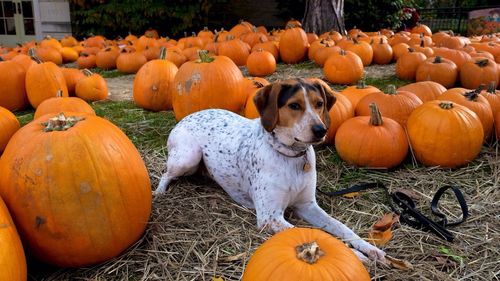 Dog waiting in pumpkin patch