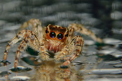 Close-up of jumping spider on water