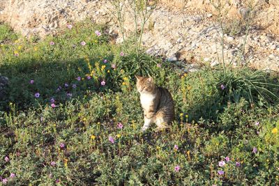 Cat in park