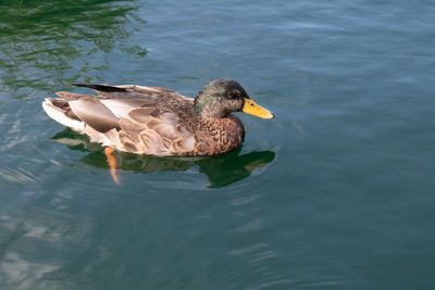 High angle view of duck swimming in lake