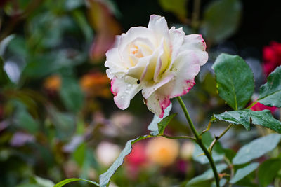 Close-up of pink rose