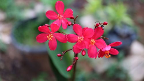 Close-up of red flowering plant