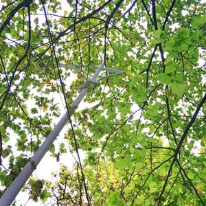 Low angle view of blooming tree