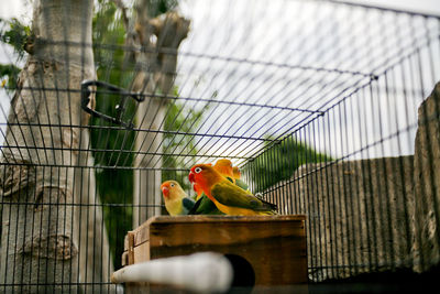 View of bird perching in cage