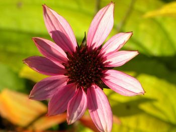 Close-up of pink flower