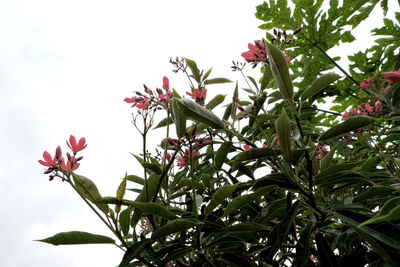 Close-up of pink flowering plant against sky