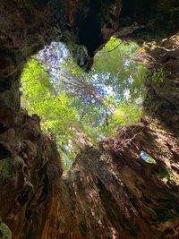 Low angle view of trees in forest
