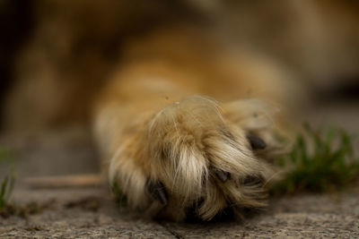 Close-up of dog outdoors