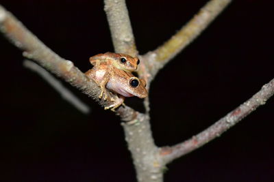 Close-up of frogs