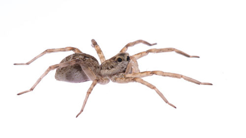 Close-up of spider on white background