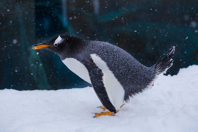 Penguin in a zoo during a winter day