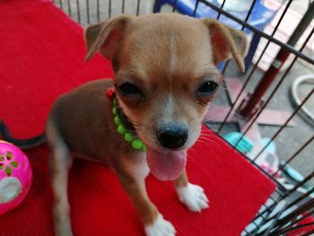 High angle portrait of puppy on red floor