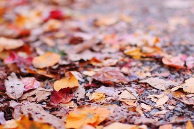 Autumn leaves fallen on ground