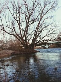 Bare trees by calm lake