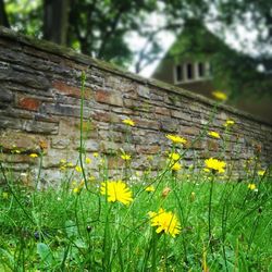 Close up of yellow flowers