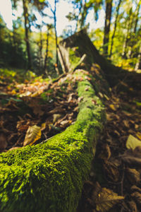 Close-up of moss growing on tree trunk