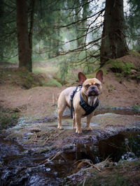 French bulldog running in the harz forest