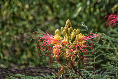 Close-up of flowering plant