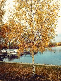 Reflection of trees in water