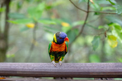 Close-up of parrot perching on railing