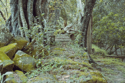 Close-up of tree trunk in forest