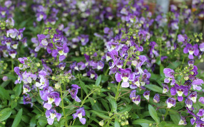 Close-up of purple flowering plants