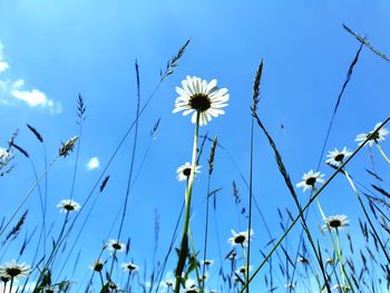 Low angle view of flowering plants against sky