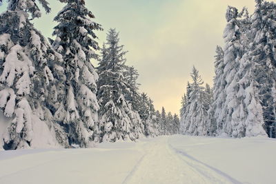 Snow covered pine trees against sky