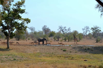 Horses in a field