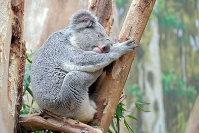 Animal sleeping on tree trunk