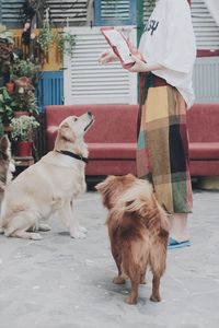 Low section of man with dog