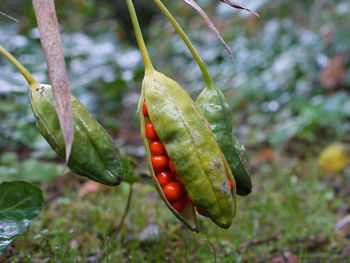 Close-up of plant