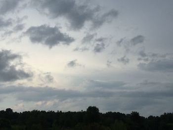 Low angle view of trees against sky