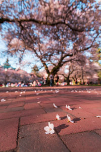 Close-up of cherry blossoms in park