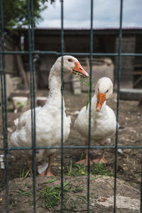 Close-up of birds on field