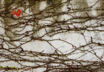 Close-up of bare tree