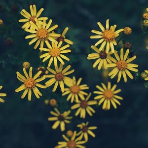 Close-up of yellow flowering plant