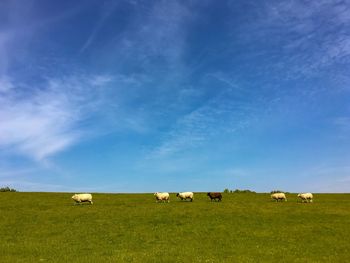 Sheeps grazing in a field