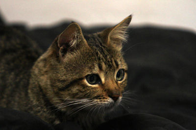 Close-up of a cat looking away