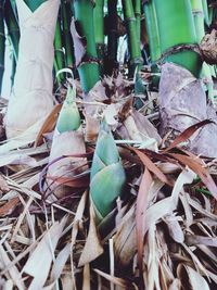 Close-up of bird perching on plant