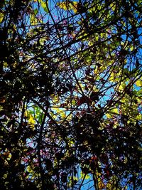 Low angle view of tree in forest